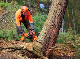 How Our Tree Care Process Works  in  Edmonston, MD